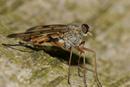 7566 Snipe Fly (Rhagio scolopaceus)